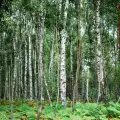 Birch talismans against negative energy and depression