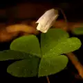 Why are Four-Leaf Clovers Considered Lucky?