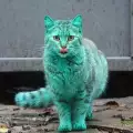 Dazzling Green Cat Runs Around Varna for a Second Year