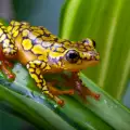 Frogs Jump According to Their Environment