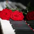 What Does the Red Rose Symbolize?