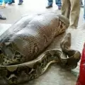 Indian Man Sleeping in the Street Swallowed by a Python