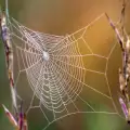 Spider Webs - an Air Filter?