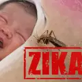 The Zika Virus is an Evil Conspiracy! Analyze the Theories