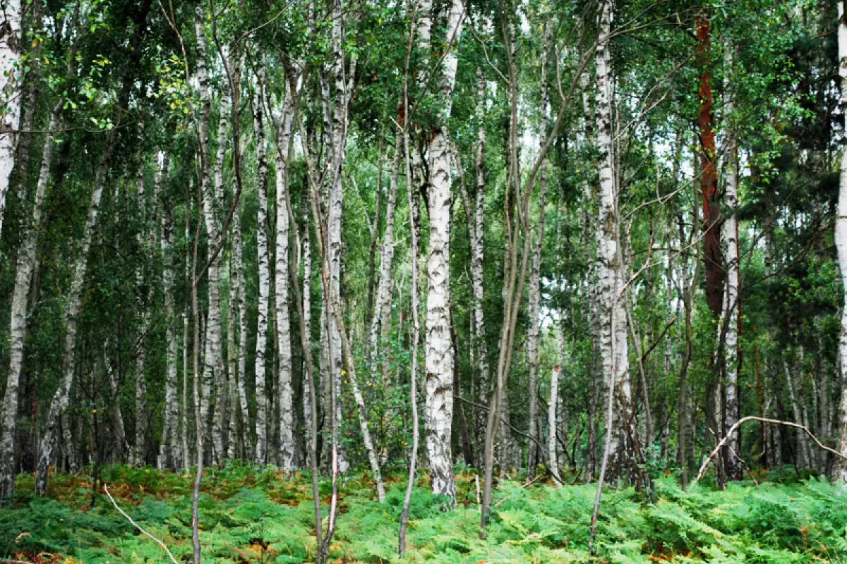 Birch Tree Energy