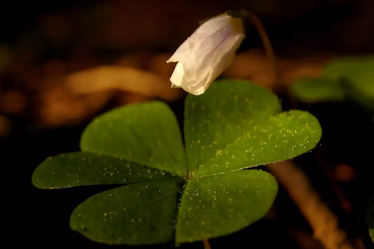 Why are Four-Leaf Clovers Considered Lucky?