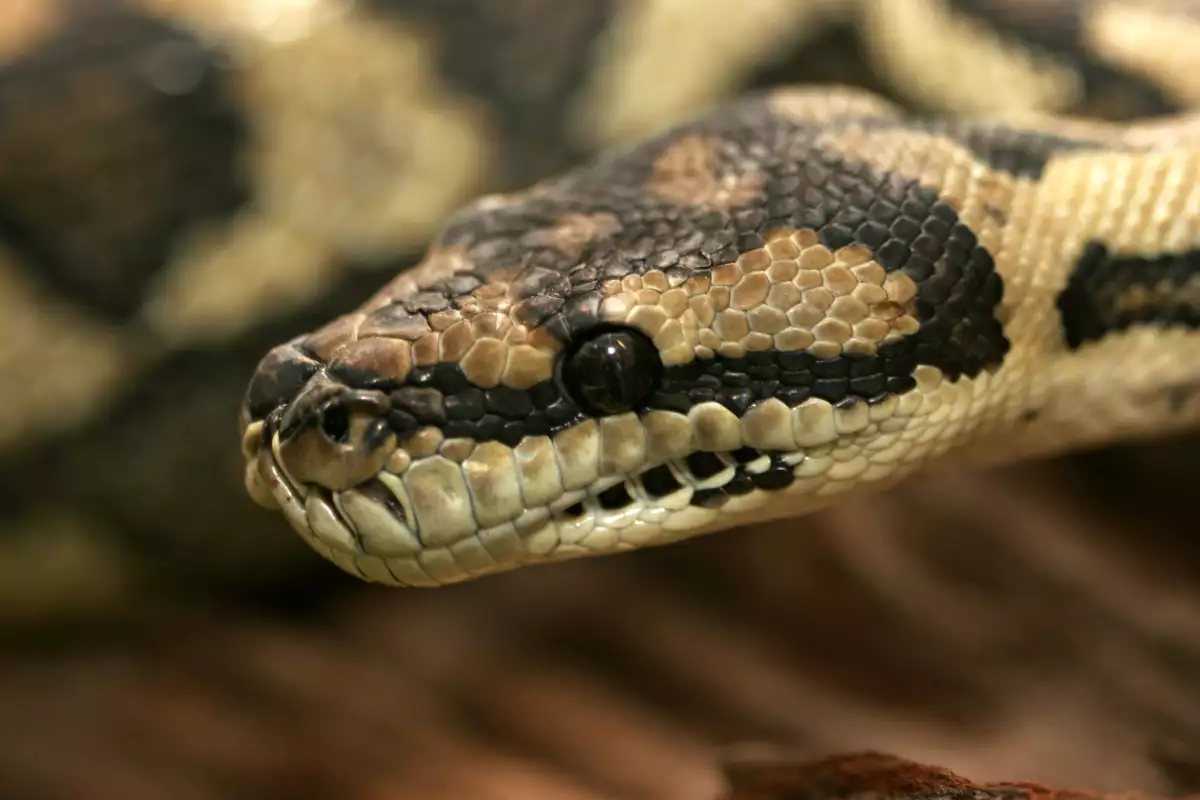 Venomous Snakes in China