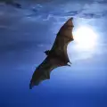 What Does it Mean if a Bat Flies Into your Home?