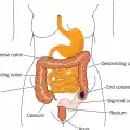 How Long are a Person's Intestines?