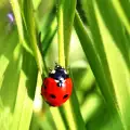 What Does a Ladybug Symbolize?