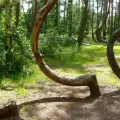 The Mystery of the Drunken Forest in Russia