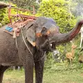 Elephant Cries After Being Freed