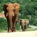 Unbelievable Facts about Elephants you May Not Know