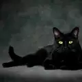 The cat and the darkness