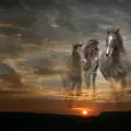 Did You Dream of a Horse? Heres Whats Going to Happen
