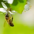 The Fibonacci Sequence and Golden Mean in Nature