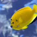 Fish Have Surprisingly Long Memory