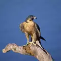 Eagle sitting in a nest