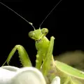 Why Shouldn't I Ever Kill a Praying Mantis?