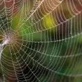 Scientists Create a Graphene Spider Web, Capable of Tangling an Airplane