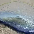 Strange Blue Creatures are Coming Out of the Ocean