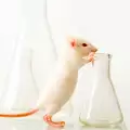 Mice - a Scientist's Best Friend