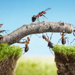 What Does it Mean if You Have a Lot of Ants in the House?