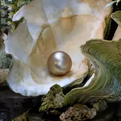 New Discovery: 2000-Year-Old Natural Pearl in Australia