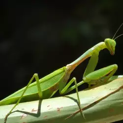 Superstitions about praying mantises