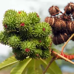 Chestnuts Shield us from Negative Energy