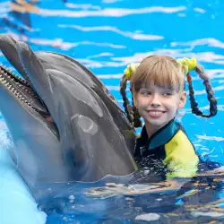 Symbolism of Dolphins