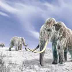 How Did Mammoths Go Extinct?