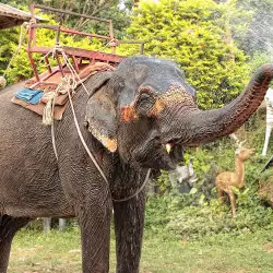 Elephant Cries After Being Freed