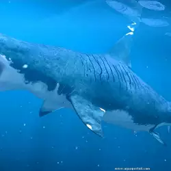 Does the Bloodthirsty Megalodon Shark Swim Free?