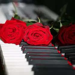 What Does the Red Rose Symbolize?