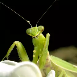 Why Shouldn't I Ever Kill a Praying Mantis?