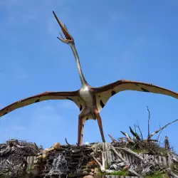 Discovered: Pterosaur with a Head That Looks Like a Butterfly