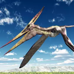 Fossilized Pterosaur Eggs Discovered