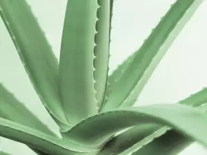 Aloe