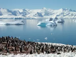 Penguins