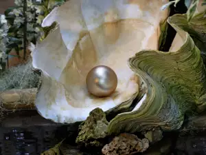 New Discovery: 2000-Year-Old Natural Pearl in Australia