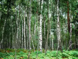 Birch talismans against negative energy and depression