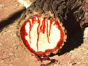 Astonishing Tree Bleeds When Cut