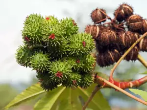 Chestnuts Shield us from Negative Energy