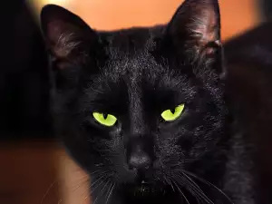 The cat and the darkness