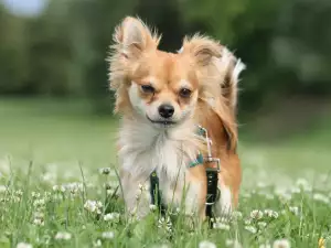 Chihuahua