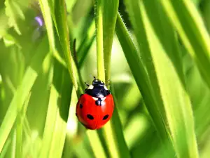 What Does a Ladybug Symbolize?