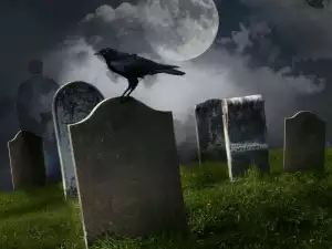 Crows Can Actually Recognize Death