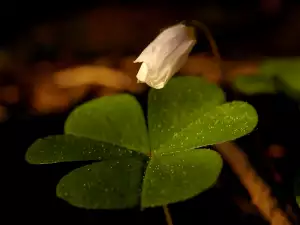 Why are Four-Leaf Clovers Considered Lucky?