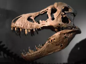 Paleontologists Discover the Bones of Last Dinosaur Living in Africa